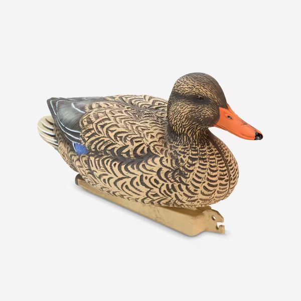 canard APPELANT COLVERT FEMELLE 500 HD
